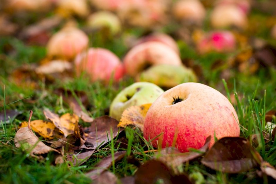 Ir rudens nuspalvintus lapus, ir obuolius krituolius – į komposto dėžę