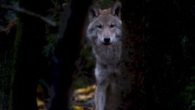 Nustatyta vilkų sumedžiojimo kvota