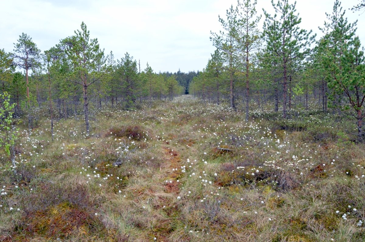 kokie-buna-draustiniai-ir-kas-ten-saugoma