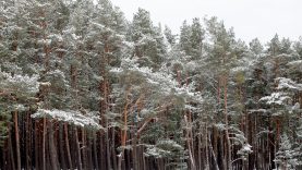 Lietuvoje mišką būtų galima įveisti 157 tūkst. hektarų žemės plote