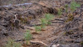 Aplinkos ministerija ir miškininkai kviečia į miškasodį: bus įveistas rekordinis naujų miškų plotas
