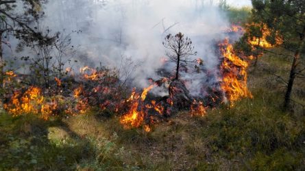 Miškininkų reidai pasiteisina – mažėja piktybinio žolės deginimo atvejų