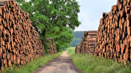 Vyriausybė pritarė keisti prekybos valstybiniuose miškuose pagaminta mediena tvarką