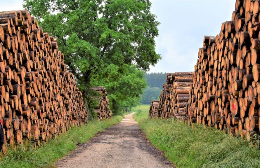 Vyriausybė pritarė keisti prekybos valstybiniuose miškuose pagaminta mediena tvarką