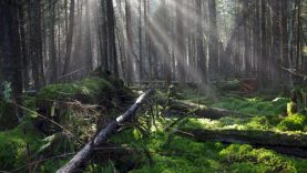 Valstybė gali išpirkti gamtai vertingą miško sklypą