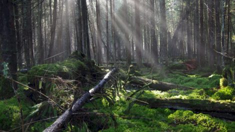 Valstybė gali išpirkti gamtai vertingą miško sklypą