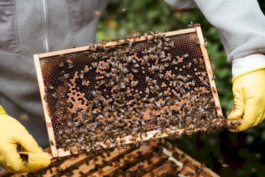Už papildomą bičių maitinimą – parama