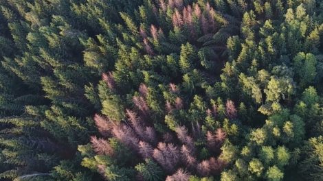 Miškininkai intensyviai žvalgo miškus, užkirsdami kelią vienam pavojingiausių medžių kenkėjų – žievėgraužiui tipografui