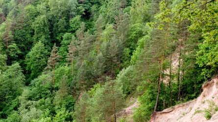 Kviečiame susipažinti su siūlomais leidimų kirsti mišką išdavimo tvarkos pakeitimais
