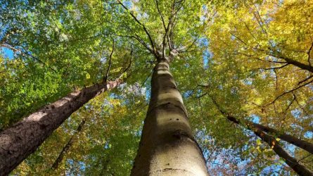 Lietuvoje įsitvirtina naujas medis – paprastasis bukas, miškininkai renka šio medžio sėklas