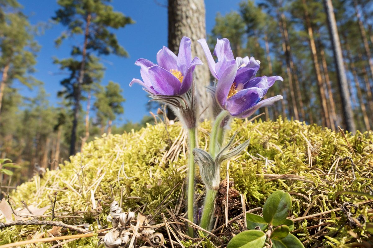 natura-2000-tinklas-saugo-vejalandes-silageles-namus