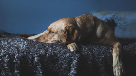 Baigtas ikiteisminis tyrimas dėl nelaimingo įvykio, kurio metu Šakių rajone sužalotas šuo
