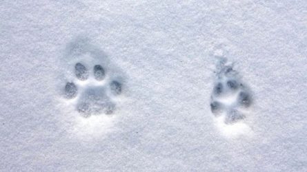 Priminimas medžiotojams: laikas atlikti medžiojamų gyvūnų apskaitą pagal pėdsakus sniege