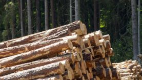 Prekiautojų mediena pareigos: kaip ES reglamentas padeda saugoti miškus?