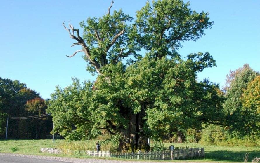 Senieji ąžuolai – labiausiai gerbiami Lietuvos medžiai