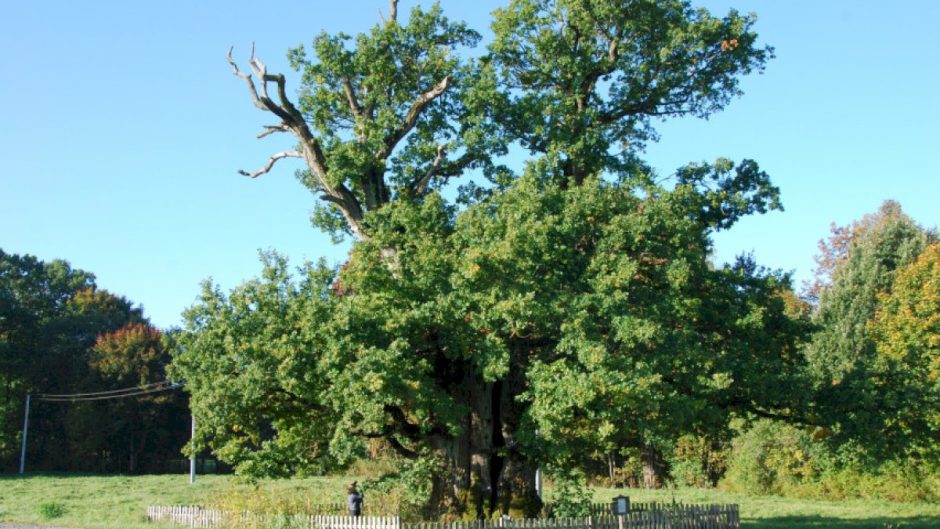 Senieji ąžuolai – labiausiai gerbiami Lietuvos medžiai
