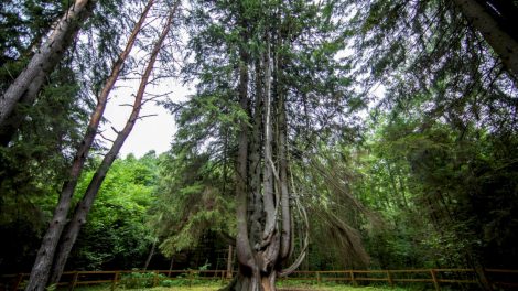 Renkamas Lietuvos metų medis, pretendentai jau gali teikti paraiškas