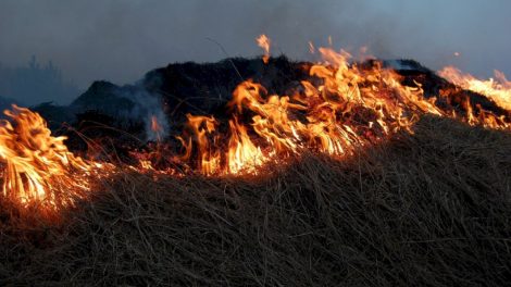 Aplinkosaugininkai primena: degindami žolę darote didžiulę žalą gamtai