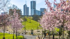 Pražydusios sakuros kviečia į naują žaliąją Vilniaus erdvę – atidaromas Japoniškas sodas