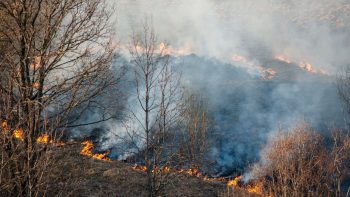 Valstybinė miškų urėdija įspėja apie didelį miškų gaisrų pavojų