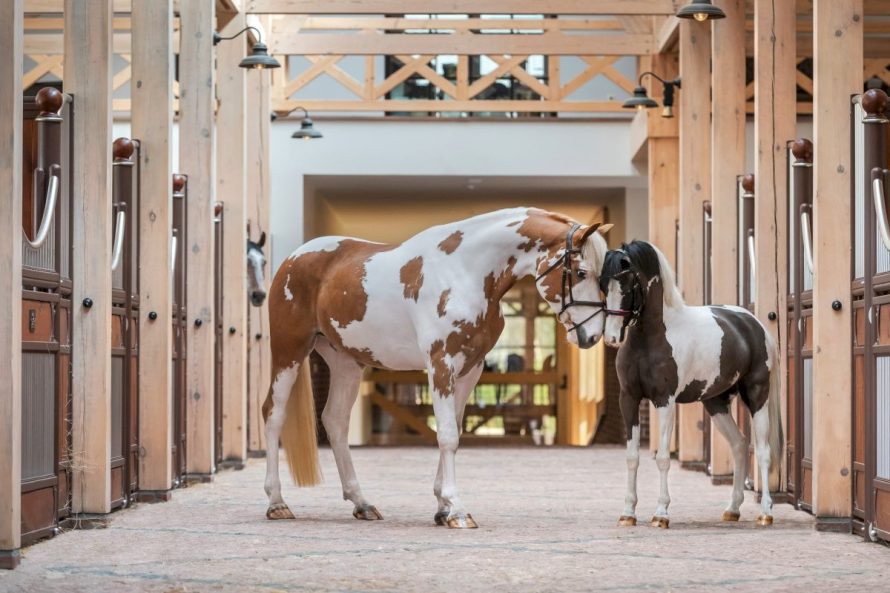 Edukacinė ekskursija „Royal Horse Resort“ inovatyviame žirgyne