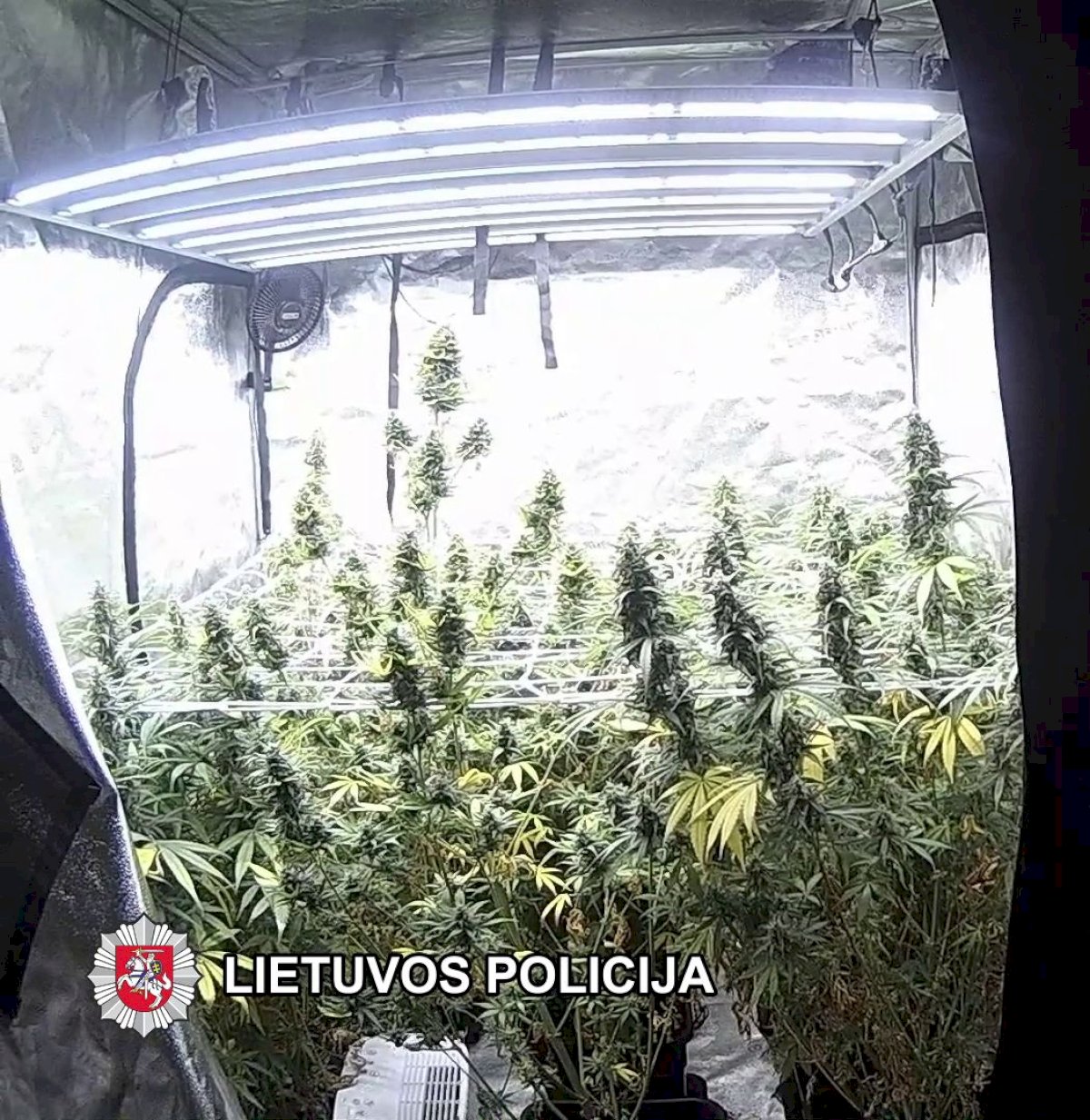 telsiuose-aptiktos-dvi-narkotiniu-medziagu-laboratorijos-(video)