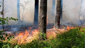 Aplinkosaugininkai ir ugniagesiai: dėl stipriai išaugusios gaisrų rizikos miškuose svarbu elgtis labai atsakingai 