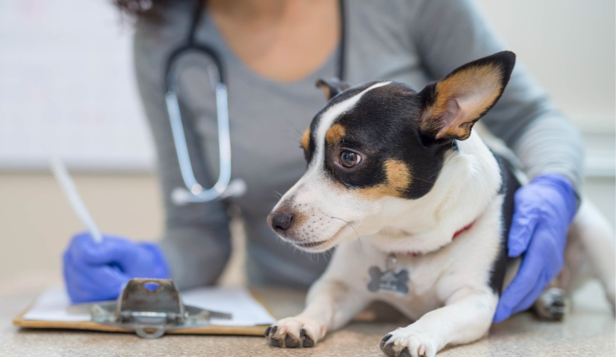 veterinaras apžiūri šunį