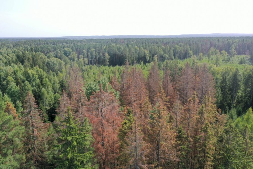 Dalyje Lietuvos miškų dėl medžių kenkėjų pažeidimų skelbiama stichinė nelaimė