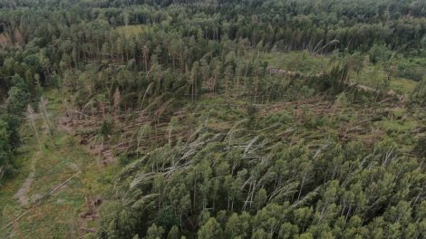 Lietuvą talžiusi audra miškuose nuvertė virš 50 tūkst. medžių, miškininkai skubiai likviduoja  stichijos padarinius