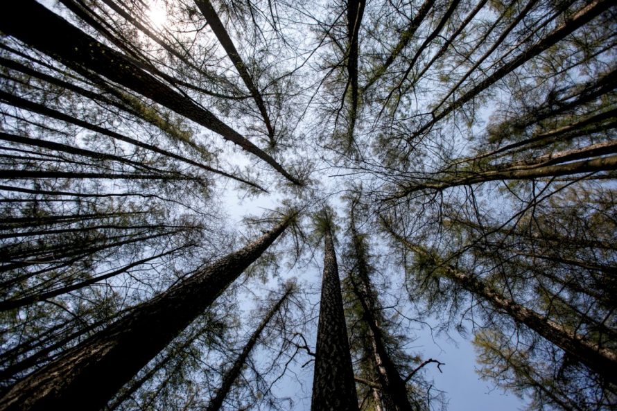 Skiriamos investicijos skatins mokslinius tyrimus miškų srityje