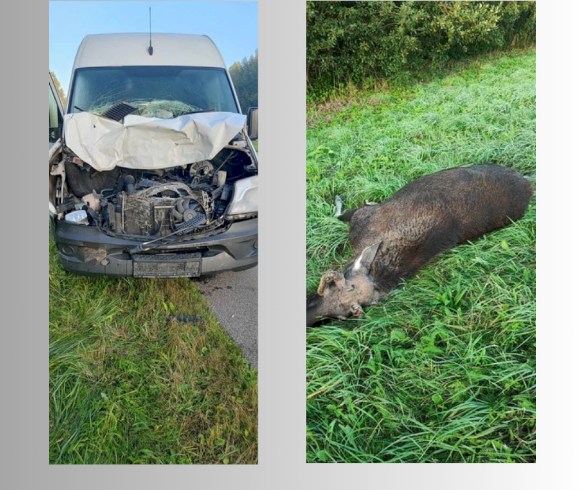 automagistraleje,-raseiniu-rajone,-i-kelia-isbego-laukinis-zveris
