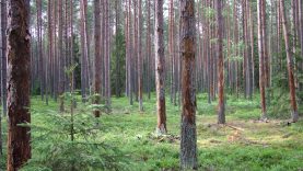 Panevėžio ir Joniškio savivaldybėse skelbiama stichinė nelaimė miškuose