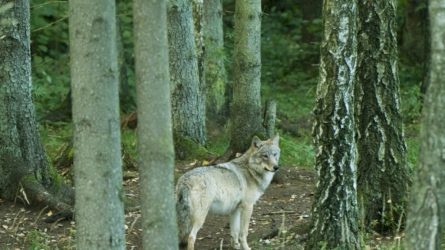 Siūloma nustatyti 341 vilko sumedžiojimo limitą