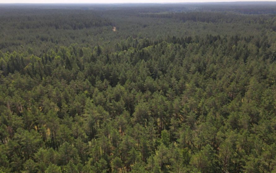 Įvertinus pasiūlymus, Aplinkos ministerija siūlo nedidinti miško kirtimo normos
