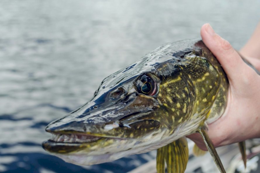 Klimato kaitos poveikis Lietuvos žuvims: kurioms gresia išnykimas, o kurioms – ne