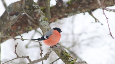 Pasaulinė paukščių diena: pasirūpinkime paukščiais šalia savo namų