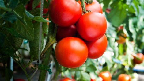 Nepadarykite klaidos: jeigu norite gausaus pomidorų derliaus, nesodinkite jų šalia kai kurių daržovių