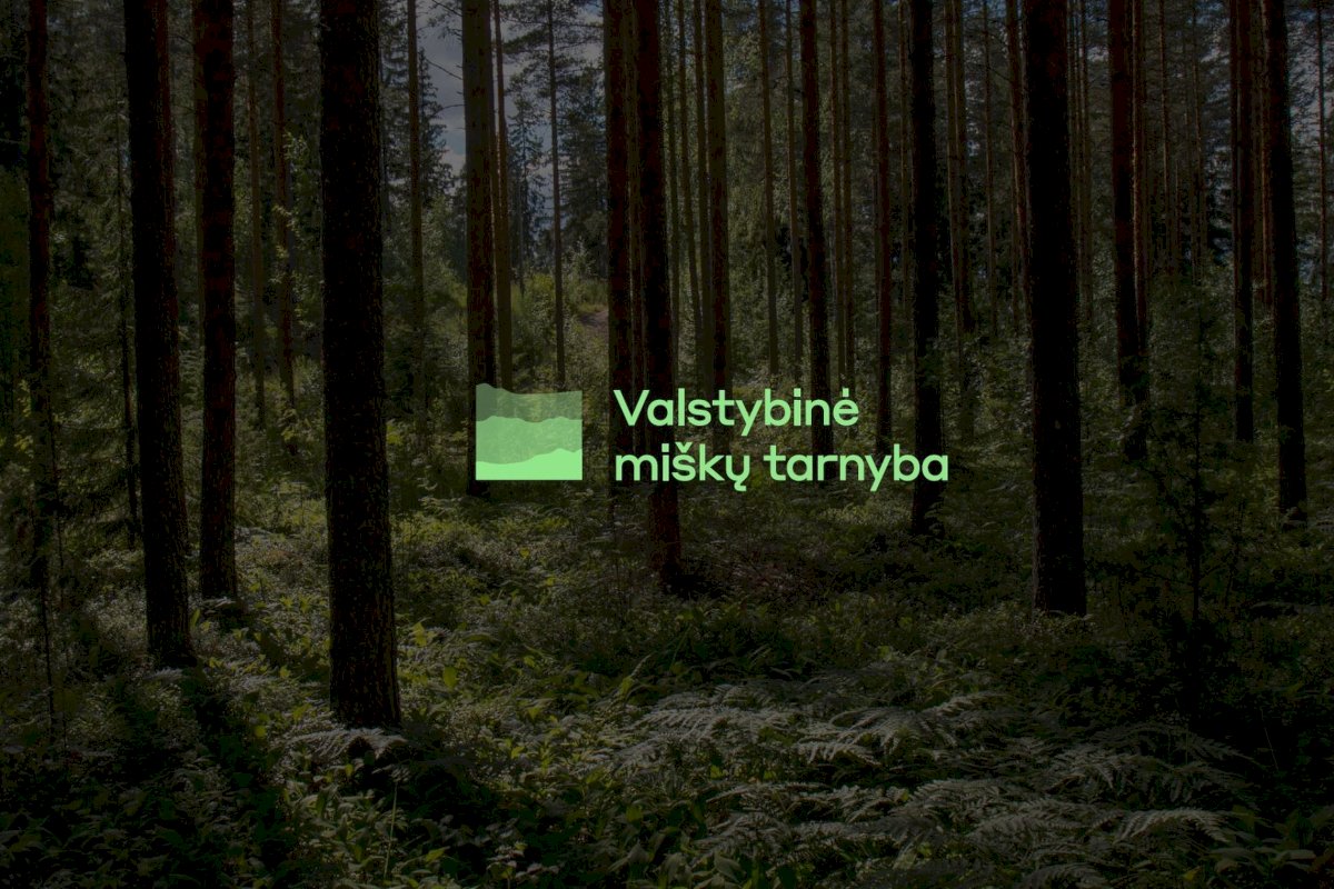 valstybinei-misku-tarnybai-ieskoma-vadovo:-galimybe-prisideti-prie-lietuvos-misku-geroves