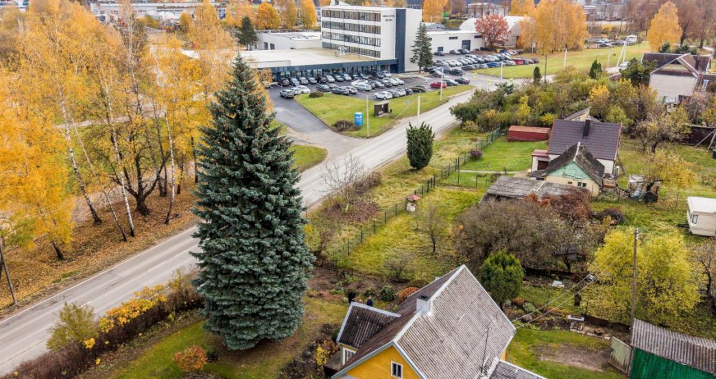 kaunas-issirinko-kaledu-eglute:-miesta-papuos-65-metu-zaliaskare