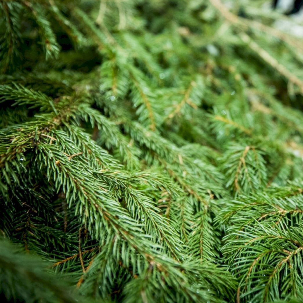 kaledu-tradicija-tesiasi:-miskininkai-nemokamai-dalins-egliu-ir-pusu-sakas