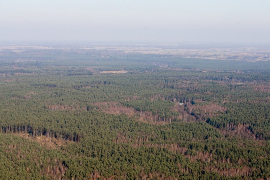 svarstant-misku-istatyma-seimo-aplinkos-apsaugos-komitete-ekspertai-pristate-lietuvos-misku-bukle