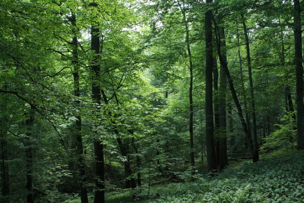 sereiklaukio-miskas-–-„natura-2000“-teritorija,-atkurta-zmogaus