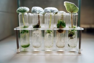 nuo-lapkricio-1-d.-keiciasi-fitosanitariniu-leidimu-isdavimo-tvarka